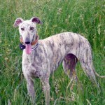 barroso002ly5 Barosso