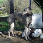 barrosoganz Barroso in Spanien