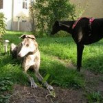 cirvinio_pony2yp7 CIrvinio