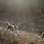 cortolaeuft_1205401936 Corto kann bleiben