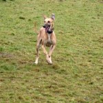 esfinge2qc7 Laufen, laufen