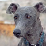 Jelinek (Griselda) Finja (Griselda)