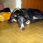 Kayu (Llampos) Kayu (Llampos)