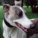 Mailo (Dajak) Mailo (Dajak)