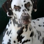 Pashu Pashu (Dalmatino)