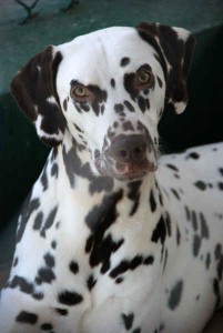 Pashu Dalmatino in Spanien