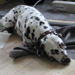 pashu-dalmatino_8 Pashu