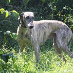 Trueno im grünen Gras Trueno im grünen Gras