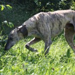 Trueno der Genießer Trueno der Genießer