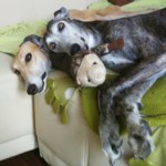 Yola & Jerry Yola & Jerry