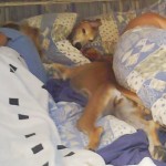 yola_suchbild Yola und Umbra