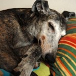 jerry Jerry, für immer im Herzen