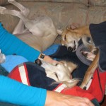 yola_0633a Yola und Mato