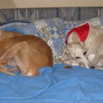 yola_0637a Yola und Mato