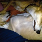 yola_2233 Yola und Mato