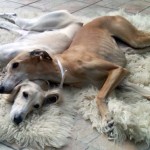 yola_1651a Mato und Yola