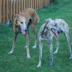 Kiss & Luela Kiss & Luela