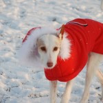 weihnachtstreffen-2010-1 Weihnachtstreffen 2010