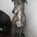 galga Kiki