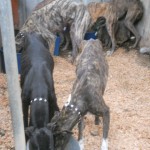 jerez2 Fütterung im Tierheim