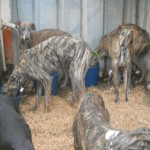 jerez3 Gerettete Galgos