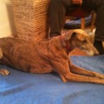 190100_1772084596202_1661888724_1704738_4081442_n Chili2