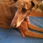 200349_1772083036163_1661888724_1704736_3317036_n Chili