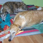 lord_4 Lord und Pflegebruder Marlon