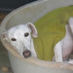 blanca_1 Blanca
