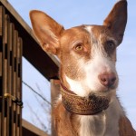 Amia