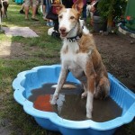 Der Boss im Pool