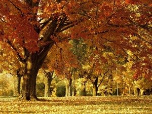 Herbstspaziergang 2017