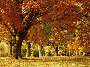 Herbstspaziergang 2017